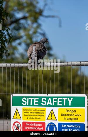 Consigli sulla salute e la sicurezza degli occhi di piccione nella riserva Wildfowl and Wetlands. Slimbridge, Gloucestershire. REGNO UNITO Foto Stock