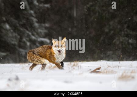 Volpe nella foresta invernale in Boemia Moravo Highland Foto Stock