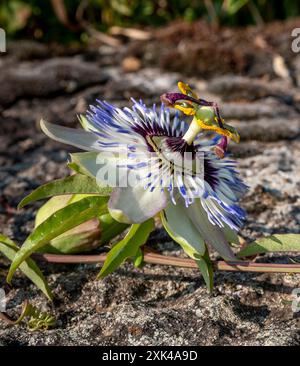 Fiore blu di Passiflora (Passiflora caerulea). Foto Stock