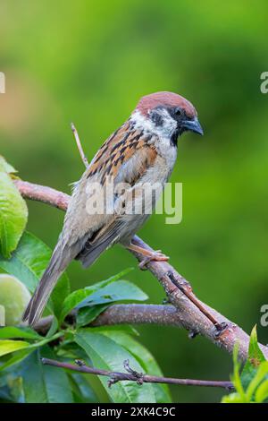 Giovane passero maschio, flora e fauna selvatiche del giardino immagine di uccelli (Passer montanus) Foto Stock