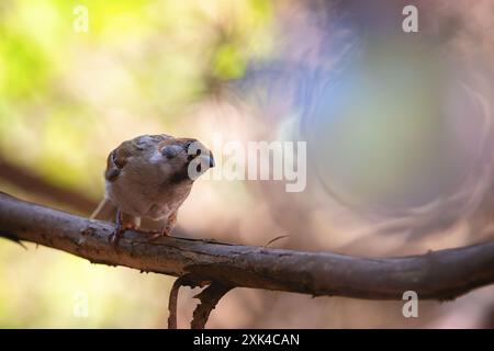 Passero giovanile in bella luce (Passer montanus), uccello selvatico arroccato su un ramoscello nel giardino Foto Stock