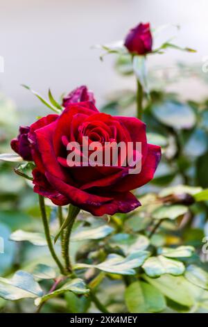 una rosa rossa nel giardino con sfondo sfocato Foto Stock