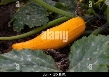 Coltivazione della zucca in campagna. Verdure salutari all'arancia Foto Stock