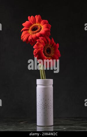 Due fiori rossi in vaso bianco su sfondo nero. Margherite rosse Foto Stock