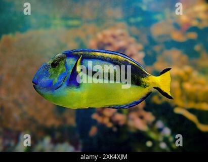 Linguetta Blu, Blu Ippona codolo o Palete Surgeonfish (Paracanthurus hepatus) Foto Stock