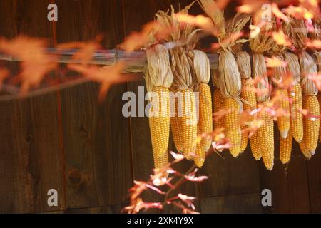 Impiccagione di mais per asciugare fuori da una casa nella prefettura di Yamanashi, Giappone Foto Stock