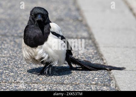 Magpie eurasiatiche (Pica pica) ferite alla gamba sulla piattaforma Foto Stock