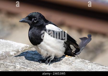 Magpie eurasiatiche (Pica pica) ferite alla gamba sulla piattaforma Foto Stock