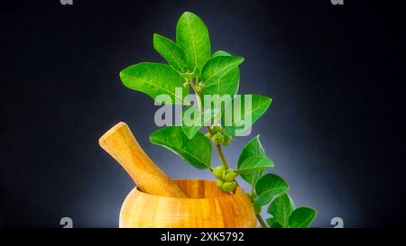 Ashwagandha in una ciotola con foglie verdi, nota anche come Withania Somnifera, Ashwagandha, Ginseng indiano, uva spina di vitello o ciliegia invernale. Foto Stock