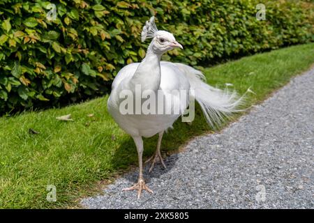 Tutti gli albini bianchi maschi indiani Foto Stock