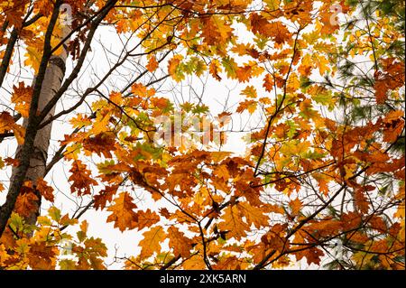 Vista verso l'alto delle foglie di quercia in autunno su un sentiero escursionistico a Onaping Falls Ontario durante l'autunno, guardando le foglie colorate in una giornata ricoperta Foto Stock