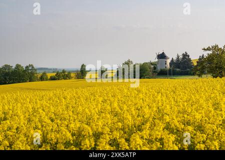 Bellissimo paesaggio. Campi di colza nella Germania rurale. Nei prati di colza gialli in fiore c'è un vecchio mulino solitario. Sulla montagna ci sono i fam Foto Stock