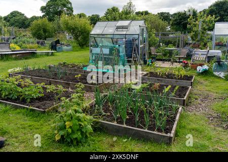 Letti rialzati all'assegnazione nel mese di luglio. Giardinaggio, giardinaggio, coltivazione, piantagione Foto Stock