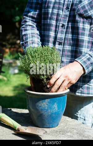 Giardiniere che piantano timo in una pentola. Foto Stock