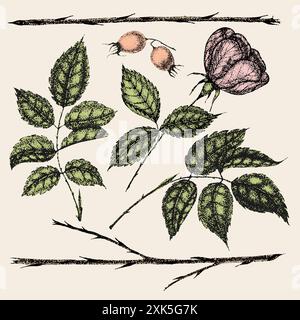 Collezione di fiori d'annata, foglie e bacche di rosa selvatica. Rose hip disegnato a mano, schizzi, stile pointillism. Illustrazione Vettoriale