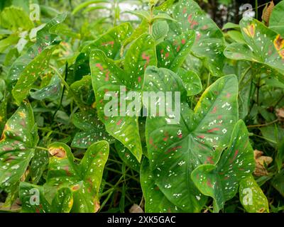 Piante tropicali. Bellissime foglie verdi con puntini rossi e bianchi trovati nella foresta pluviale amazzonica. Amazzonia. Sud America Foto Stock