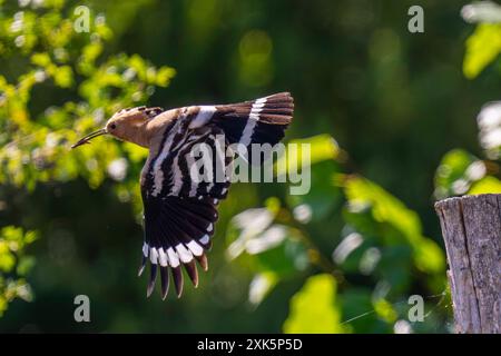 Ein Wiedehopf Upupa epops bei Groß Briesen Landkreis Potsdam-Mittelmark im Fläming nel Brandeburgo. In Deutschland Gilt der Bestand der Art als gefährdet. *** Un hoopoe Upupa epop vicino a Groß Briesen nel distretto Potsdam Mittelmark di Fläming nel Brandeburgo in Germania, la popolazione delle specie è considerata in pericolo Foto Stock