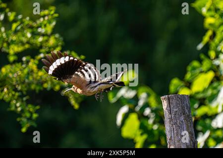 Ein Wiedehopf Upupa epops bei Groß Briesen Landkreis Potsdam-Mittelmark im Fläming nel Brandeburgo. In Deutschland Gilt der Bestand der Art als gefährdet. *** Un hoopoe Upupa epop vicino a Groß Briesen nel distretto Potsdam Mittelmark di Fläming nel Brandeburgo in Germania, la popolazione delle specie è considerata in pericolo Foto Stock