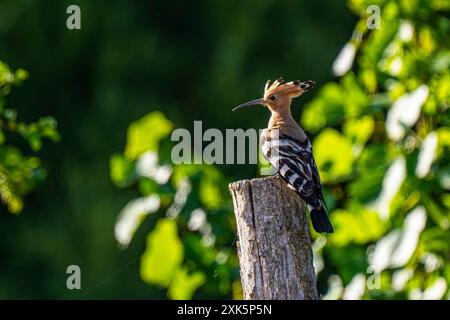 Ein Wiedehopf Upupa epops bei Groß Briesen Landkreis Potsdam-Mittelmark im Fläming nel Brandeburgo. In Deutschland Gilt der Bestand der Art als gefährdet. *** Un hoopoe Upupa epop vicino a Groß Briesen nel distretto Potsdam Mittelmark di Fläming nel Brandeburgo in Germania, la popolazione delle specie è considerata in pericolo Foto Stock