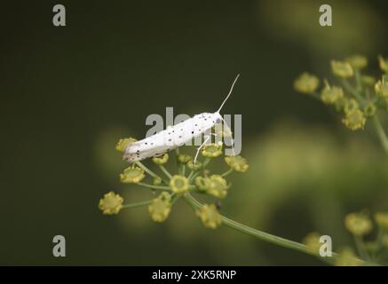 parassita della farfalla sull'erba su uno sfondo verde primo piano Foto Stock