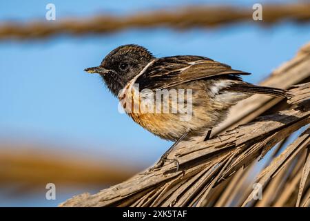 Stonechat nordafricana in congedo di palma Foto Stock