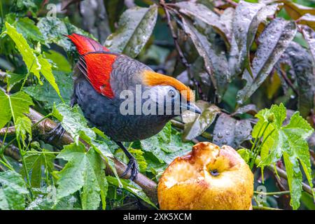 Laughingthrush dalla coda rossa Foto Stock