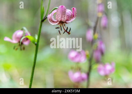 Giglio di Martagona o giglio di Turco (Lilium Martagon) Foto Stock