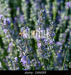 Un'ape raccoglie il polline da un fiore di lavanda in un campo di piante di lavanda bagnate dal sole Foto Stock