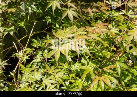 Impianto Acer verde. 4 anni e ancora in crescita. Foglie verdi che diventano rosse in autunno. Foto Stock