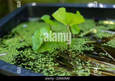 piante dello stagno con foglie che galleggiano sulla superficie dell'acqua Foto Stock
