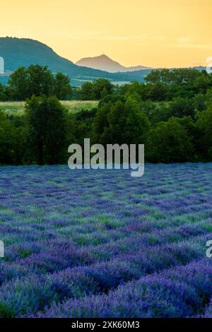 Vista panoramica dei campi di lavanda vicino a Issoire con il lontano vulcano Puy de Dome sotto un cielo limpido in estate. Puy de Dome. Alvernia-Rodano-Alpi. Francia Foto Stock