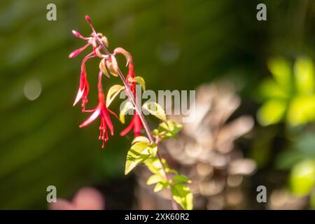 Pianta di Fuschia, forma arbustiva completamente resistente con delicati fiori rossi che pendono dalle foglie verdi Foto Stock