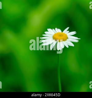 Margherita bianca singola con centro giallo a fuoco, su sfondo verde sfocato per un look sereno. Foto Stock