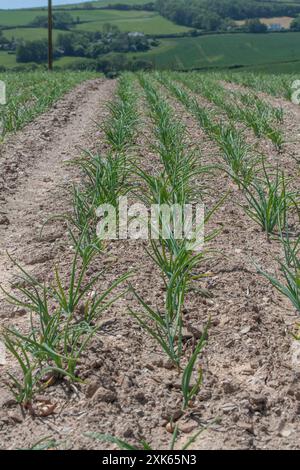 Cipolle che crescono in un campo in Cornovaglia Foto Stock