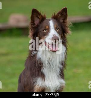 Red Border Collie Foto Stock