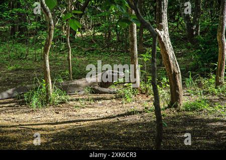 Il drago di Komodo dà la caccia alle sue prede all'ombra della foresta verde dell'isola di Komodo. Indonesia Foto Stock