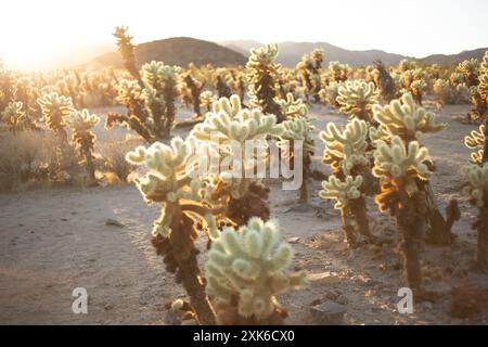 Una vista rustica del Giardino del Cactus Cholla durante il tramonto. Foto Stock