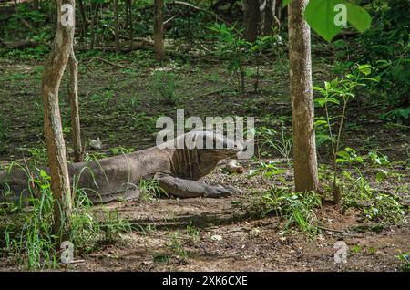 Il drago di Komodo dà la caccia alle sue prede all'ombra della foresta verde dell'isola di Komodo. Indonesia Foto Stock