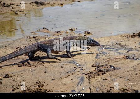 Il drago di Komodo va al pozzo d'acqua. Isola di Komodo. Indonesia. Foto Stock