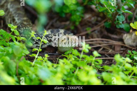 Un serpente Bullsnake; scientificamente conosciuto come Pituophis catenifer sayi; sbircia fuori dal lussureggiante verde vegetale di un giardino del Colorado. Foto Stock