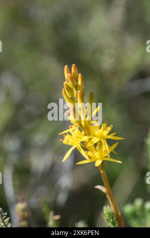 Palude in fiore Asphodel (Narthecium ossifragum) sul Chobham Common, Surrey Foto Stock