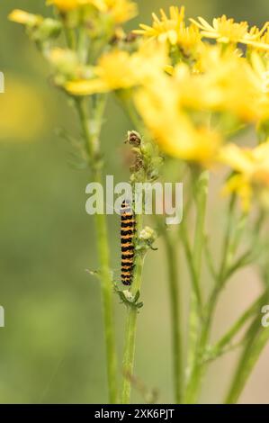 Cinnabar (Tyria jacobaeae) caterpillars che si nutrono di Ragwort a Richmond Park, Surrey. Foto Stock