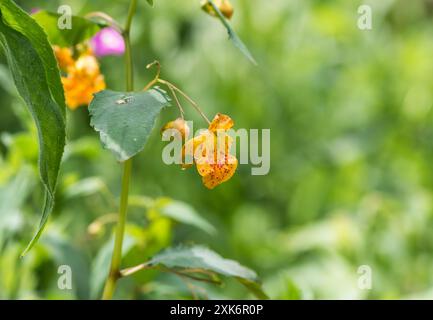 Fiore di Orange Balsam (Impatiens capensis) a Rye Meads, Herts Foto Stock