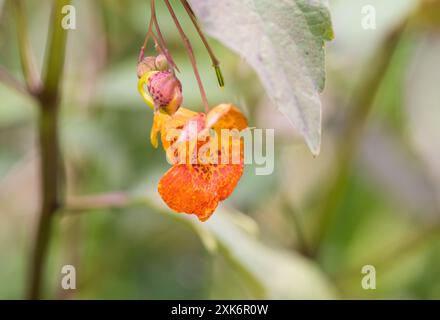 Fiore di Orange Balsam (Impatiens capensis) a Rye Meads, Herts Foto Stock