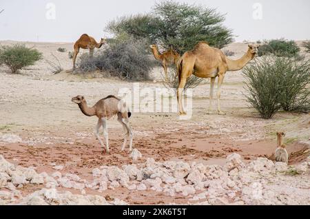 Giovane vitello di cammello con sua madre nel deserto Foto Stock