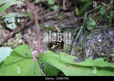 Farfalla dell'Imperatore viola vicino a un torrente Foto Stock