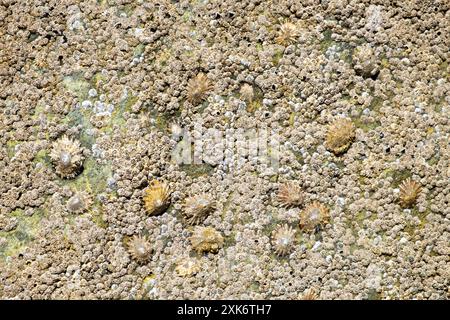 Limpets e Barnacles su roccia beige sullo sfondo del litorale gallese sulla spiaggia di Musselwick Pembrokeshire Galles Gran Bretagna Regno Unito KATHY DEWITT Foto Stock