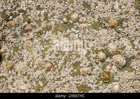 Limpets e Barnacles su roccia beige sullo sfondo del litorale gallese sulla spiaggia di Musselwick Pembrokeshire Galles Gran Bretagna Regno Unito KATHY DEWITT Foto Stock