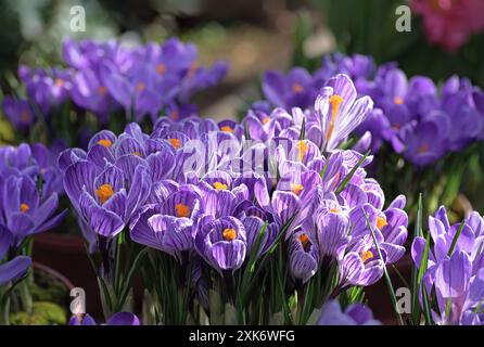 Bouquet di croci viola ai raggi del sole primaverile Foto Stock