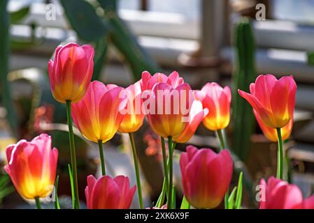 I tulipani scarlatti crescono in una serra. Foto Stock